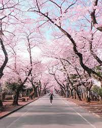 Di rikugien gardens kamu akan menemukan sebuah pohon sakura yang menjadi symbol bernama shidare sakura. Seperti Tahun Lalu Bunga Sakura Di Jepang Bakal Mekar Lebih Awal