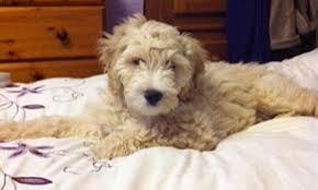 We did not find results for: Cockapoo Puppy Savaged To Death By Mastiffs At A Dog Grooming Parlour Daily Mail Online