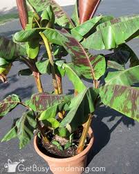 Your banana tree's location at your home will definitely need to depend on your growing zone. How To Propagate Banana Plants Get Busy Gardening
