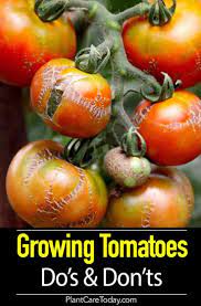 Tomato Plant Care 8 Do S And 5 Dont S In 2020 Tomato Plant Care Tomatoes Plants Problems Tomato Plants Support