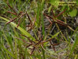 Image result for Cyperus sp.no.7