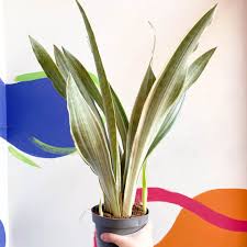 Image result for Sansevieria metallica