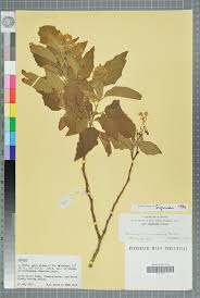 Image result for Solanum sp.no.2
