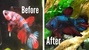 My New Koi Betta S Color Change Youtube