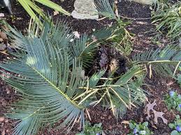 Image result for Cycas