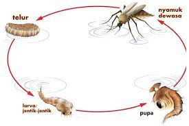 Metamorfosis belalang hanya melalui 3 fase, yaitu fase telur, fase nimfa, dan fase imago. Pengertian Metamorfosis Sempurna Dan Contohnya Lengkap Pelajaran Sekolah Online