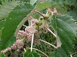 Image result for Urera