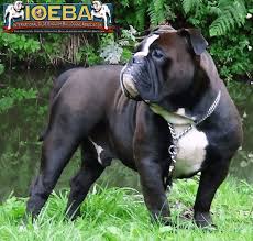 Thank you for getting involved sirisaacbrock 22:41, 23 january 2006 (utc) Olde English Bulldogge