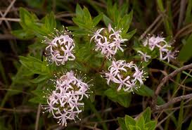 Image result for Otiophora inyangana