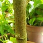 Image result for Citropsis