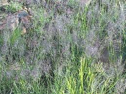 Image result for Sporobolus festivus