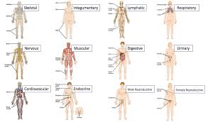 These structures or groups are in fact related to each other and perform certain functions together. Organ Systems Tutorial Sophia Learning