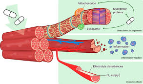 Visceral, or smooth, muscle is found inside organs such as the stomach and intestines, as well as in blood vessels. Muscle Toxicity Of Drugs When Drugs Turn Physiology Into Pathophysiology Physiological Reviews