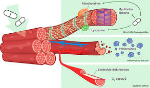 The voluntary muscles, which are under the control of the will, and the involuntary the involuntary muscles are controlled by a specialized part of the nervous system. Muscle Toxicity Of Drugs When Drugs Turn Physiology Into Pathophysiology Physiological Reviews