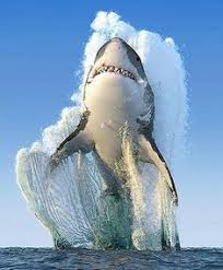 Image result for Good Times, Raining Frogs, Golden Showers, Golden Cattle, Where Is The Beef, Whales On Land, Pigs And Hogs, Faces In The Crowds.