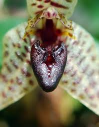 Image result for Stigmella dryadella