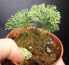 Image result for Elaphoglossum