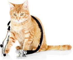 The american association of feline practitioners is a leader and driving force in feline medicine. Baker Bristol Pet Hospital Costa Mesa Veterinarian Dog Vets
