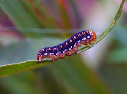 Black And White Striped Caterpillar With Orange Dots Field Biology In Southeastern Ohio Autumn Caterpillar Time