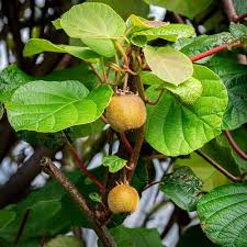 Image result for Actinidia