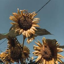 Untuk setiap 30 butir biji bunga matahari, dia menjualnya seharga rp.10.000. Matahari Bunga On Twitter Enaknya Yang Good Looking Udah Punya Pacar Masih Aja Ada Yang Deketin