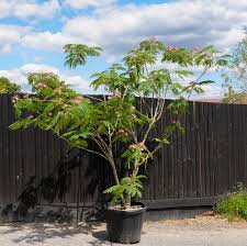 Image result for Albizia petersiana