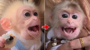 David the Monkey's adorable face while eating