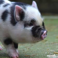 Advertise, sell, buy and rehome guinea pig rodents with pets4homes. Piggy Portraits Piglets Never Stand Still Always On The Move Investigating Something Here S Our Latest Attempt To Shoot Im Micro Pigs Pet Pigs Cute Piglets