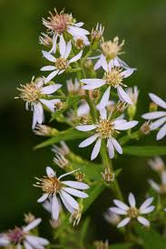 Image result for Aster chimanimaniensis