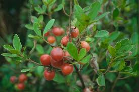 Image result for Diospyros lycioides subsp. lycioides-sericea intermediates