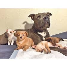 All are waiting to come to nybc we specialize in rescuing pitbull dogs and pitbull puppies and babies, however no animal in dire. Chihuahua Rescue Puppies Their Pit Bull Foster Mom Urban Suburban Apparel
