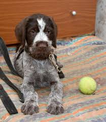 German wirehaired pointers bred for temperament, field ability and conformation. Deutsch Drahthaar Puppies Bird Dogs Puppies German Wirehaired Pointer