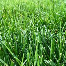 How To Prepare Soil For Sod In 2020 Lawn Maintenance Fall Lawn Maintenance Lawn Maintenance Schedule