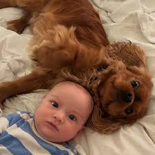 King Henry of Cavaliers (@kinghenry.cavalier) • Instagram photos and videos