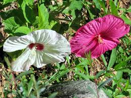 Sponsored by first hawaiian bank the pandemic has really caused a lot of people to think about their finances in the future, says nohonani leslie, the branch manager at first hawaiian bank, hawaii kai. Hibiscus Flowers In Garden On Bank Of The Lake Ontario In Toronto Canada Stock Photo Picture And Royalty Free Image Image 62862753