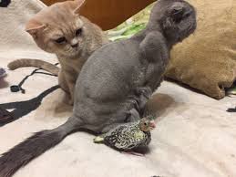 moi koshki i kesha mladshij animals cats