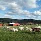 Little Hands Nature Club: Fun on the Farm