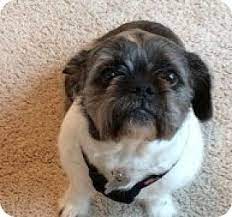 Cedar Rapids Ia American Bulldog Shih Tzu Mix Meet Hazel A Dog For Adoption Http Www Adoptapet Com Pet 174210 American Bulldog Mix Pets Kitten Adoption
