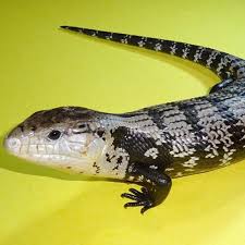 Image result for Isoglossa pawekiae