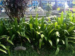 Daun katuk merupakan salah satu jenis tanaman herbal yang memiliki nama besar di kawasan asia. 357 Daun Ubat Kaki Terseliuh Patah