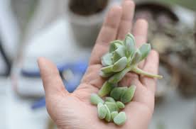 Para colgar la piñata, cortar. Aprende A Propagar Tus Cactus Y Suculentas Ladera Sur