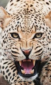 Download free iphone and ipod touch wallpapers. Cheetah Wallpapers Hd Backgrounds Download Desktop Iphones Wallpapers Desktop Background