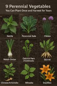 Image result for Oenanthe mildbraedii