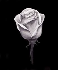 Charcoal Rose Drawing Jpg 585 698 Black Paper Drawing Roses Drawing Realistic Rose Drawing