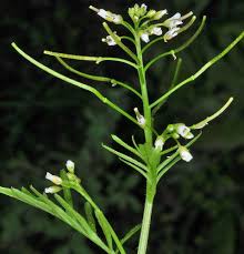 Image result for Cardamine obliqua