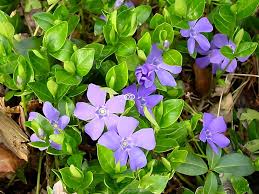 Image result for Vinca minor