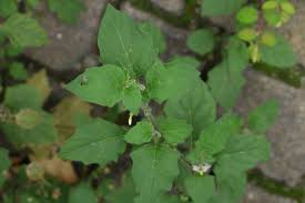 Image result for Solanum villosum