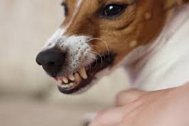 Ecco cosa succede quando non ci si possono fare le pippe. Perche Il Nostro Cane E Aggressivo E Cosa Fare Per Evitarlo Marcello Messina