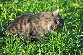 Cats regurgitate when they eat grass because they lack the necessary enzymes to break down vegetable matter. Grass Allergy In Cats Symptoms Causes Diagnosis Treatment Recovery Management Cost
