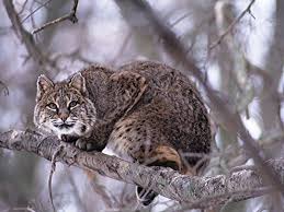 A Bobcat Sits In A Tree Animals Cats Sitting In A Tree